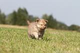 CHIEN FINNOIS DE LAPONIE 342